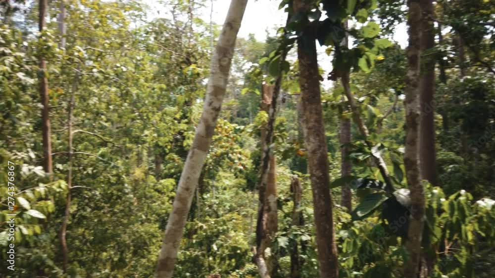 Panoramic shot of the tree canopies in the rainforest of Borneo Panoramic shot of the tree canopies in the rainforest of Borneo