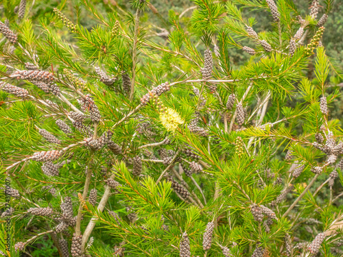Fényképezés River bottlebrush