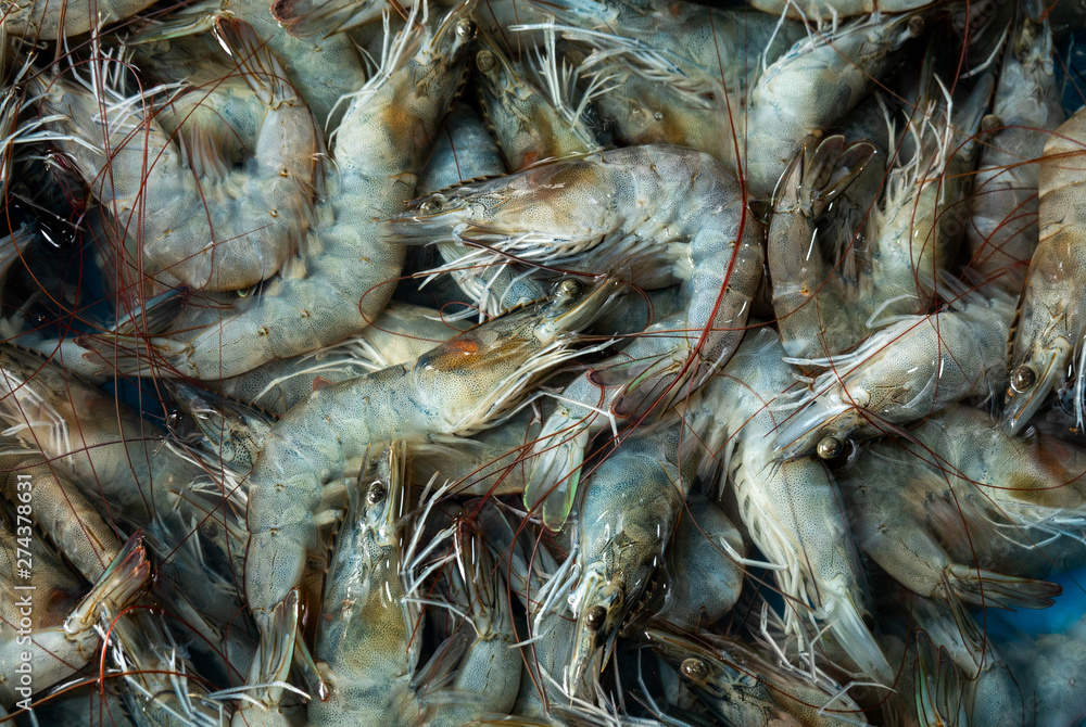 Photo close-up of fresh shrimp