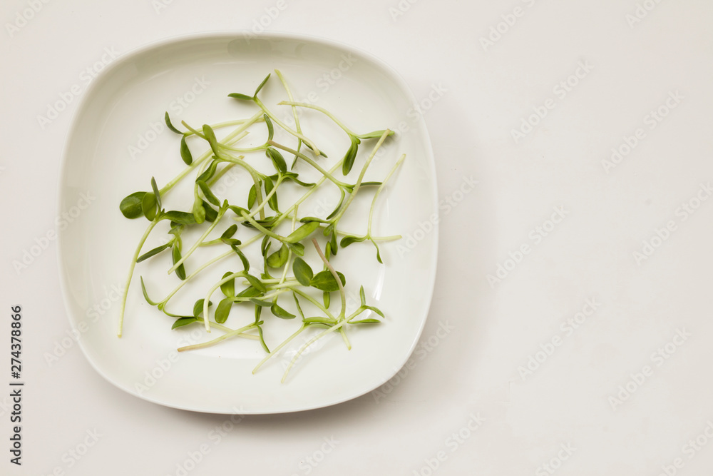 Fresh homegrown sunflower microgreens on a plate, on white table Fresh homegrown sunflower microgreens on a plate, on white table