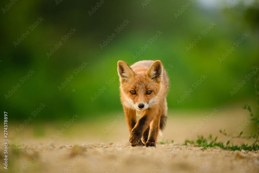 Fototapeta premium Red fox cub , Vulpes Vulpes