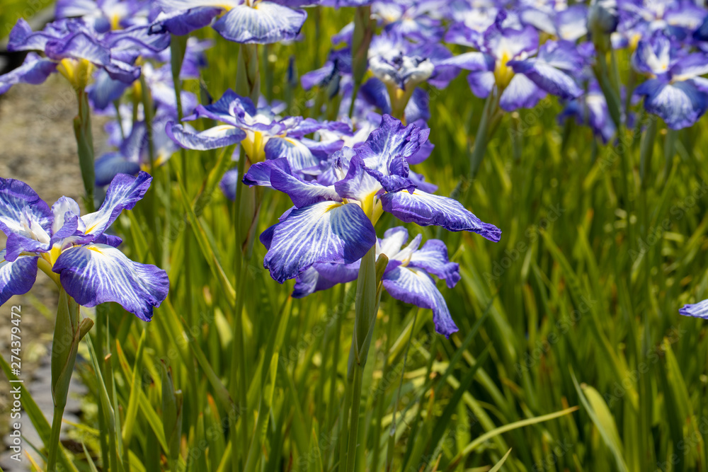 花菖蒲