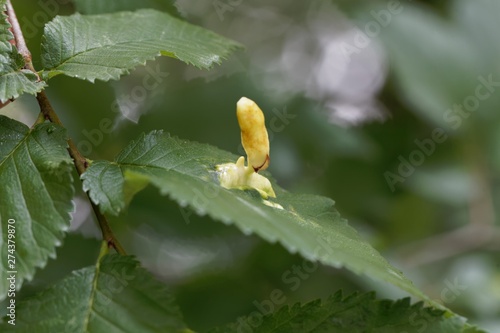 Gall of the elm sack gall aphid Tetraneura ulmi photo
