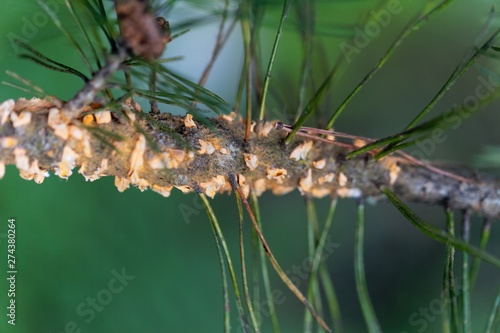 Scots pine blister rust cronartium flaccidum, a heteroecious rust fungus on a branch. photo