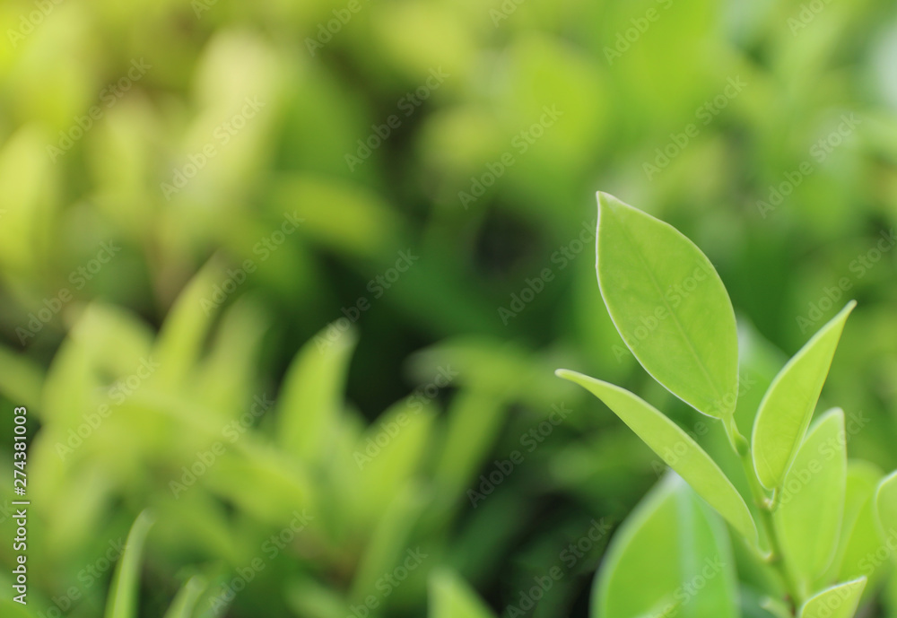 A view of the nature of the green leaf in the garden in summer under the Sun. On a green background blur. By using the natural background of horizontal green plants. - Image A view of the nature of the green leaf in the garden in summer under the Sun. On a green background blur. By using the natural background of horizontal green plants. - Image