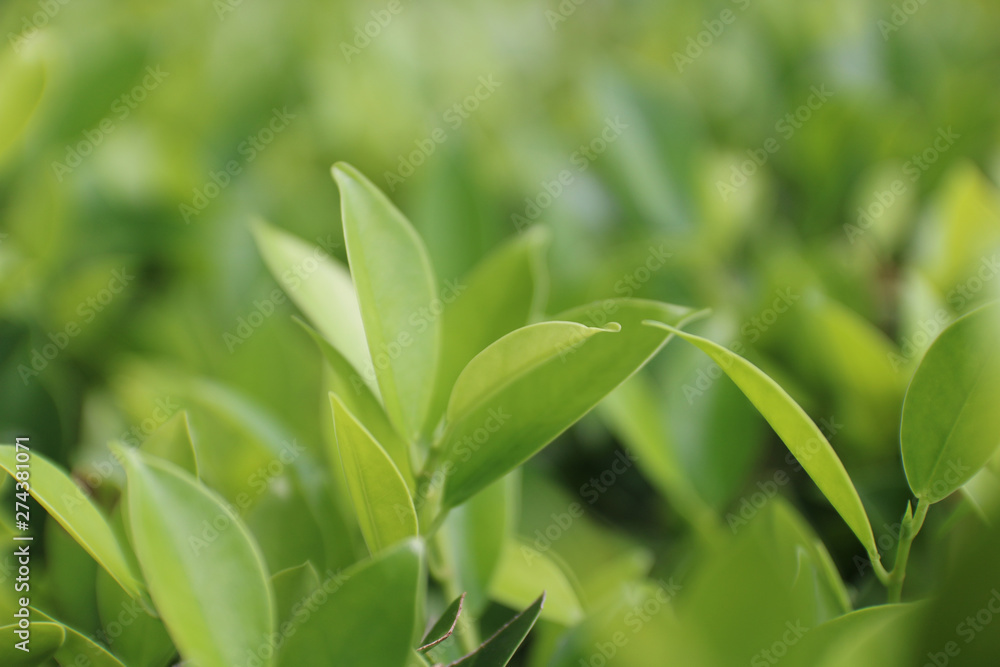A view of the nature of the green leaf in the garden in summer under the Sun. On a green background blur. By using the natural background of horizontal green plants. - Image A view of the nature of the green leaf in the garden in summer under the Sun. On a green background blur. By using the natural background of horizontal green plants. - Image