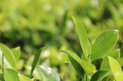 A view of the nature of the green leaf in the garden in summer under the Sun. On a green background blur. By using the natural background of horizontal green plants. - Image