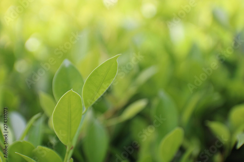 A view of the nature of the green leaf in the garden in summer under the Sun. On a green background blur. By using the natural background of horizontal green plants. - Image