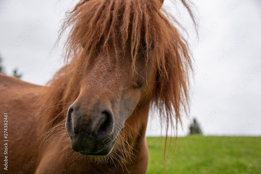 Fototapeta premium close up of brown mini pony
