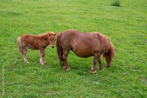 cute mini filly pony with mother