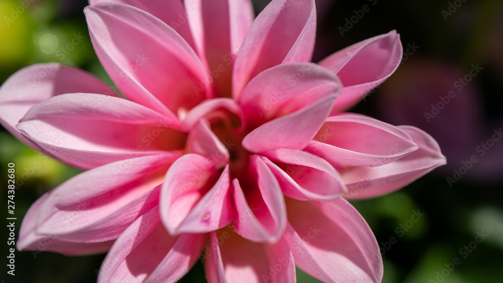 Fototapeta premium Dalia z bliska