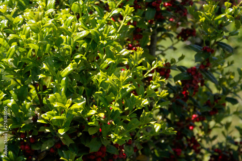 Holly bush with fresh green leaves growing on branch. Ilex cornuta