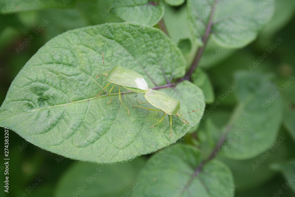 Green shield bugs matings on green potato leaf in the vegetable garden. Nezara viridula insects on damaged cultivation Green shield bugs matings on green potato leaf in the vegetable garden. Nezara viridula insects on damaged cultivation