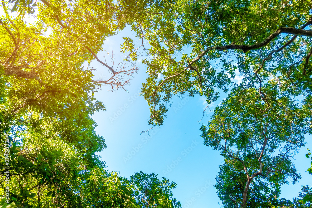 Obraz premium Tropical rain forest background