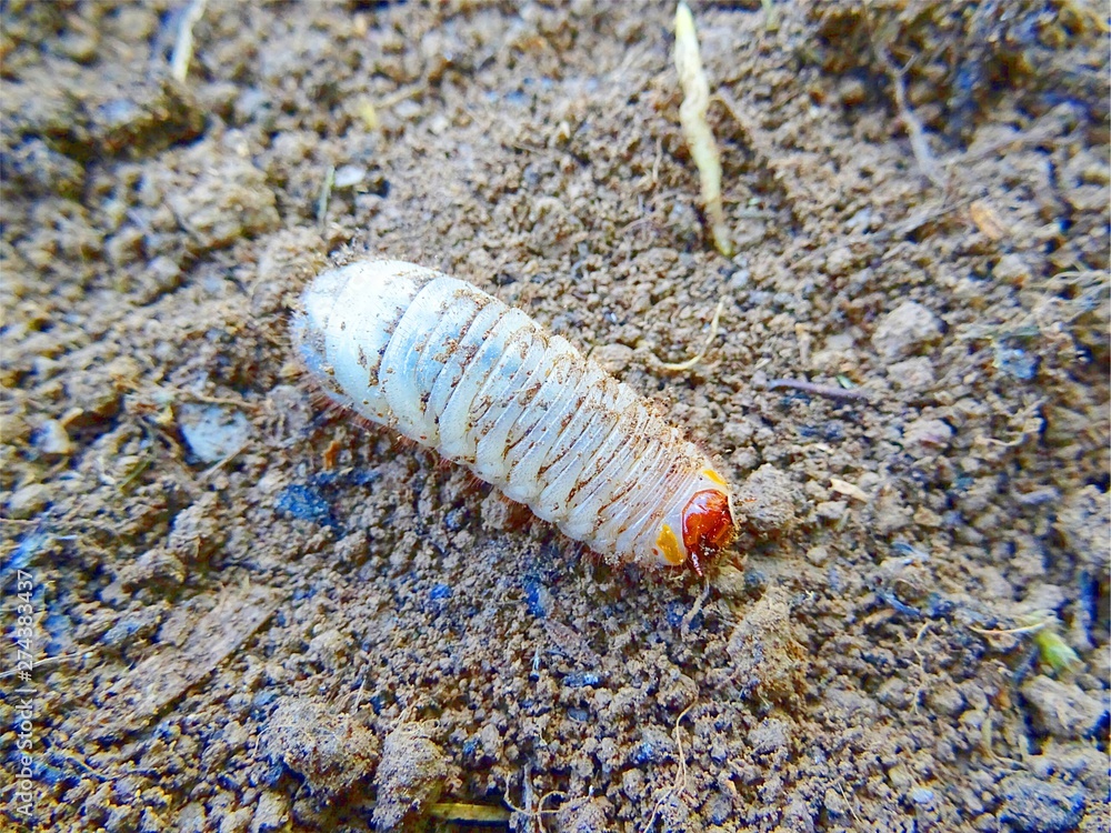 White grub against the background of the soil.