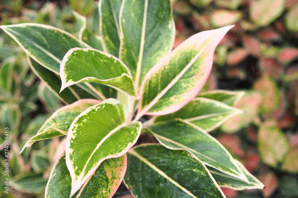 Obraz premium Garden Tree Leaves