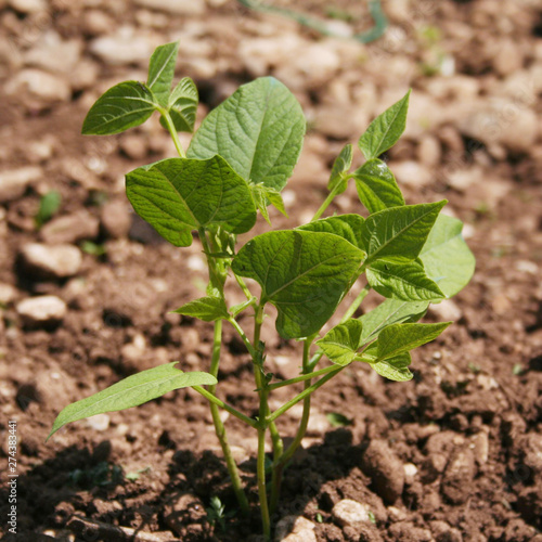 Young green French bean plant growing in the vegetable garden