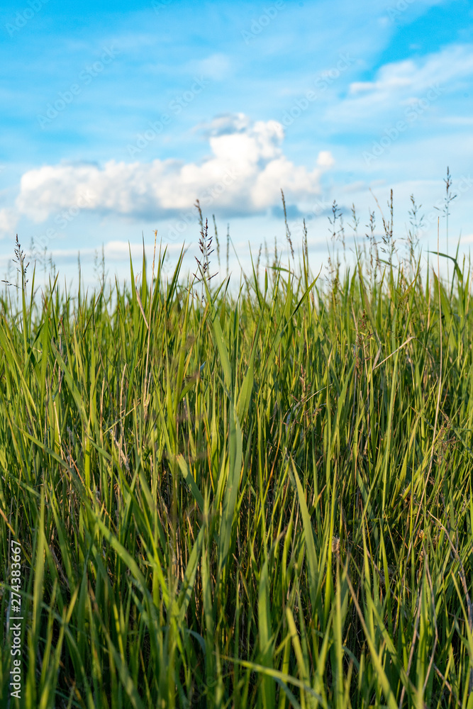 Natural wild green grass and blue sky with clouds Natural wild green grass and blue sky with clouds