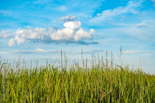 Natural wild green grass and blue sky with clouds