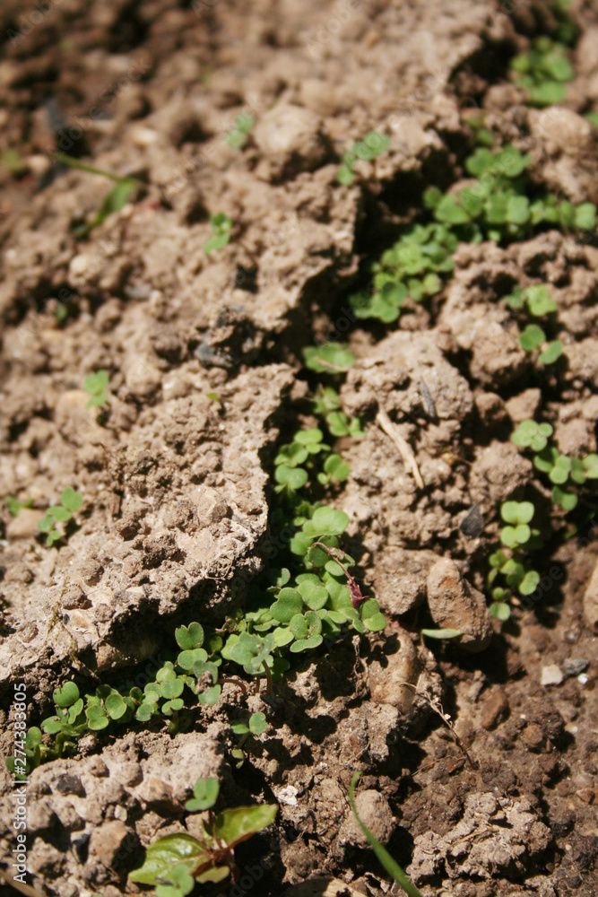 Fresh new roquette or rucola or wild rocket sedding in the vegetable garden in springtime Fresh new roquette or rucola or wild rocket sedding in the vegetable garden in springtime