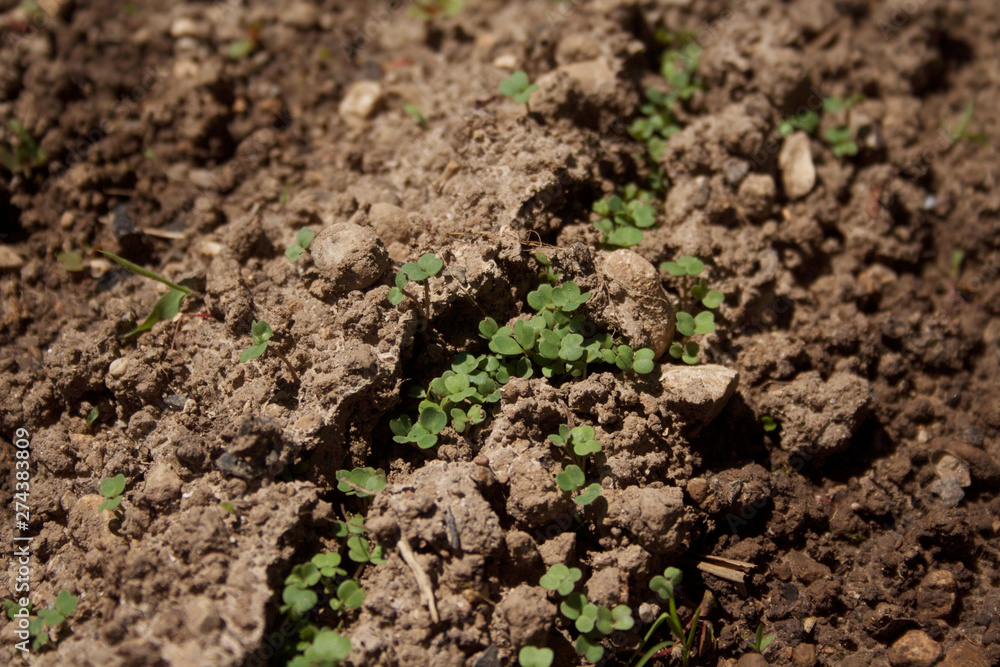 Fresh new roquette or rucola or wild rocket sedding in the vegetable garden in springtime Fresh new roquette or rucola or wild rocket sedding in the vegetable garden in springtime