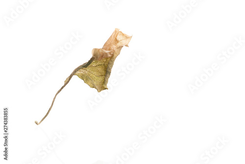 Dried flower petals isolated on white