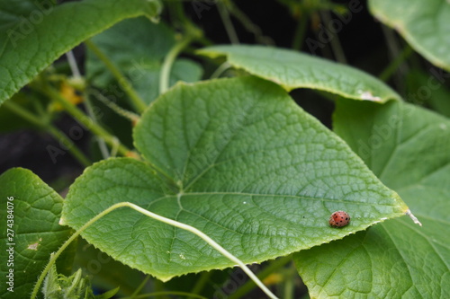 Red Ladybug Cucumber Plant 