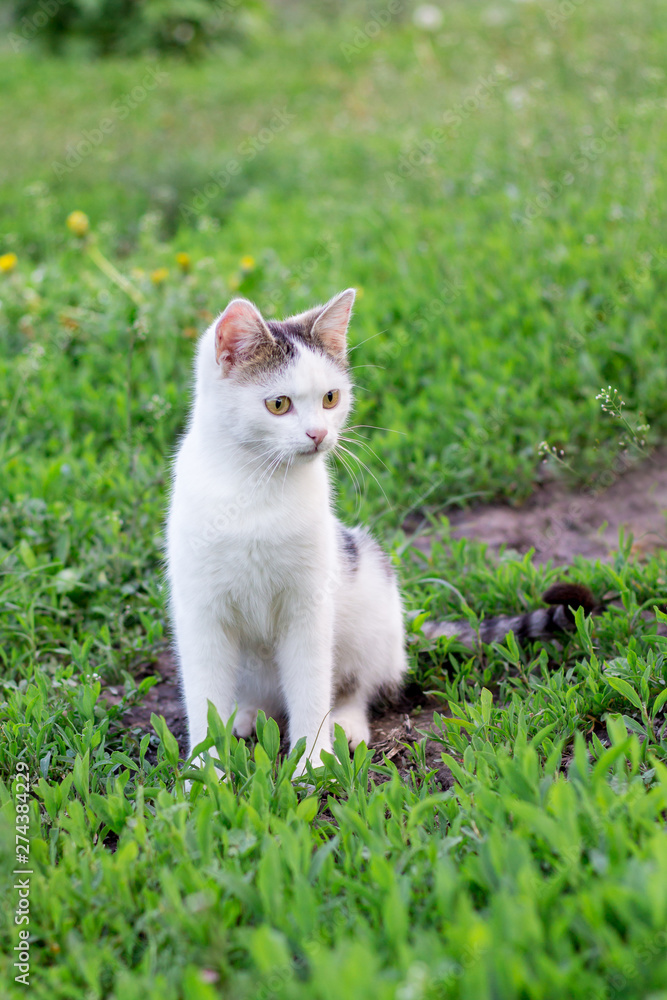 A white cat sits in the garden among the green grass_