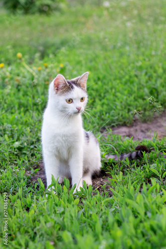 A white cat sits in the garden among the green grass_