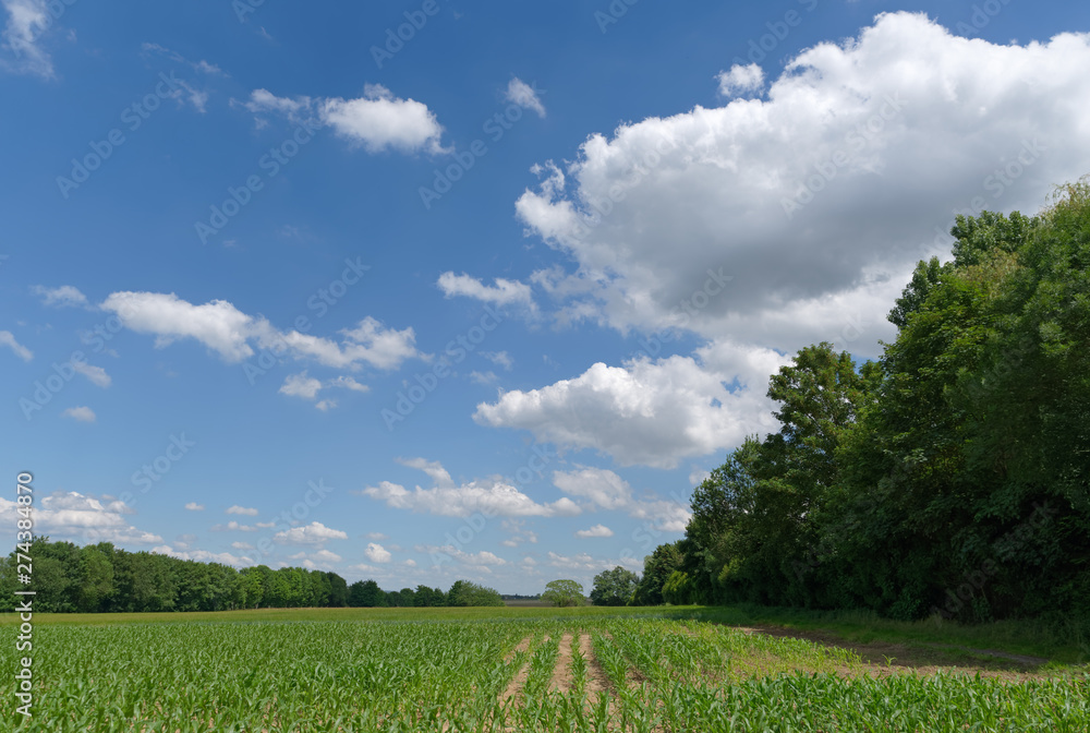 Val d'Oise agricultural field inÎle de France
