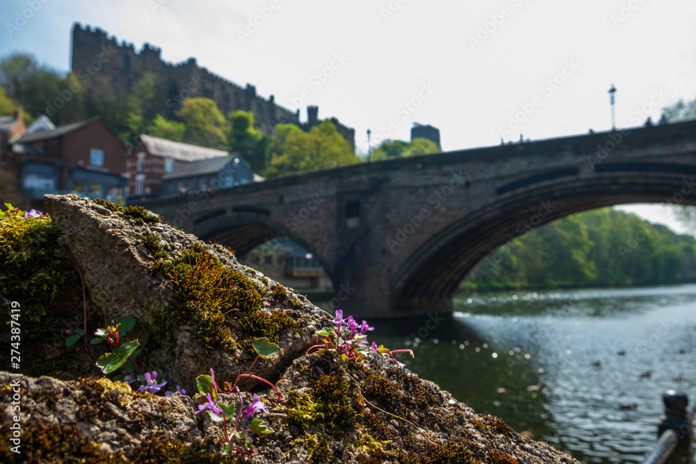 Wild flower on the bank of River Wear and Framwellgate Bridge in the background in Durham, England.