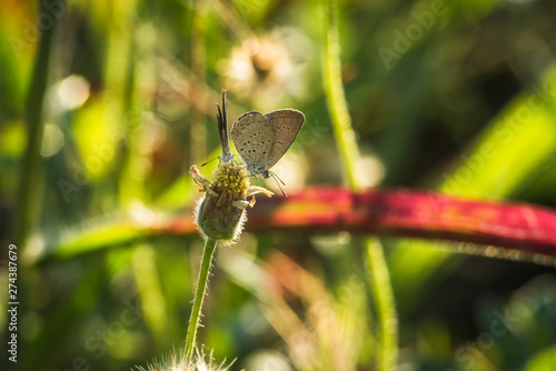 small butterfly on grass flower in sunset background