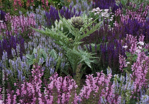 Flower boader with salvia 