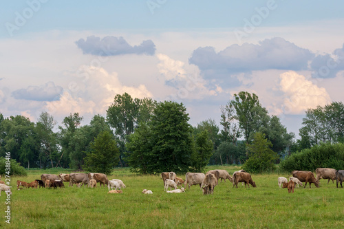 Landschaft mit einer Kuhherde und vielen Quellwolken