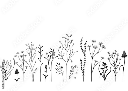 Set of field plants. Black and white illustration.