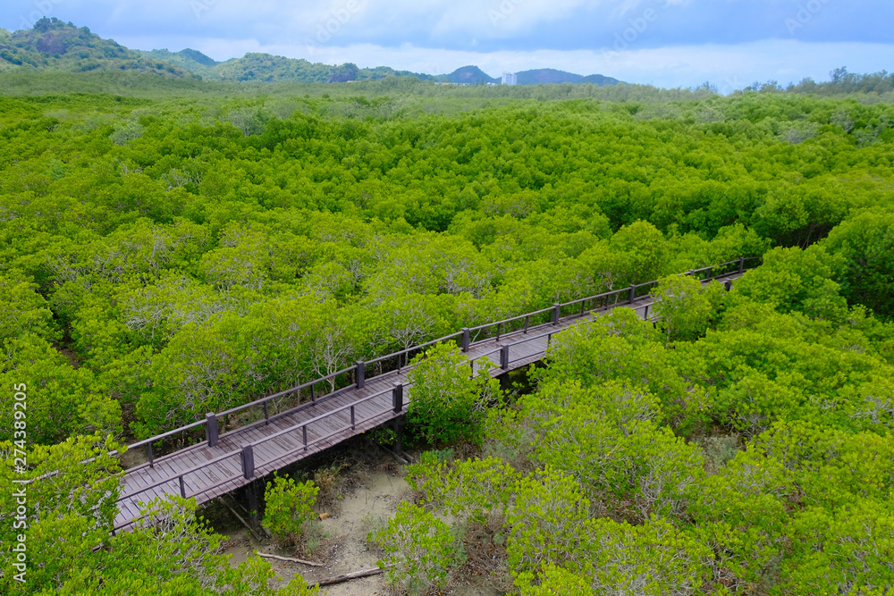 Mangrove Forest in Pranburi, Thailand