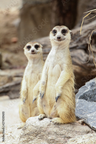 Meerkats are cute and curious