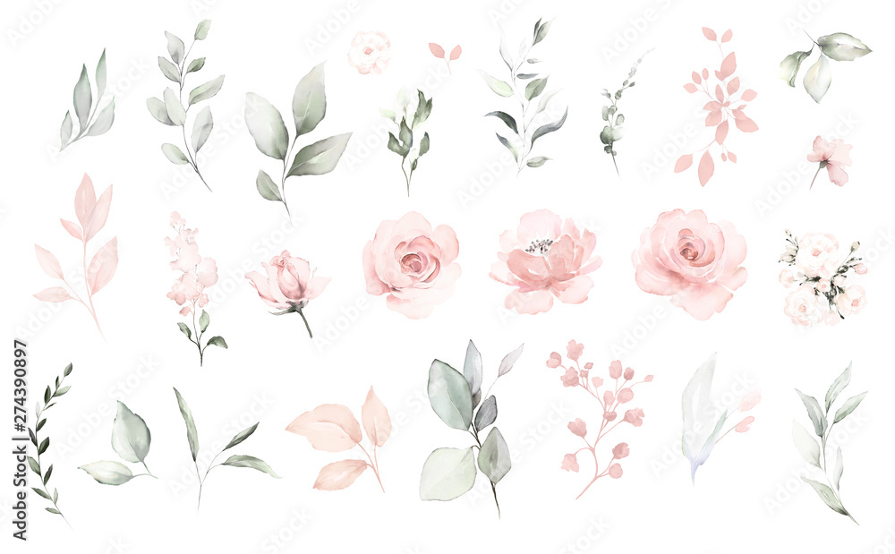 Set watercolor elements of pink roses; collection garden flowers; leaves; branches. Botanic; illustration, eucalyptus; Wedding floral design