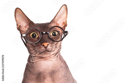 A funny looking hairless Sphinx breed cat wearing glasses