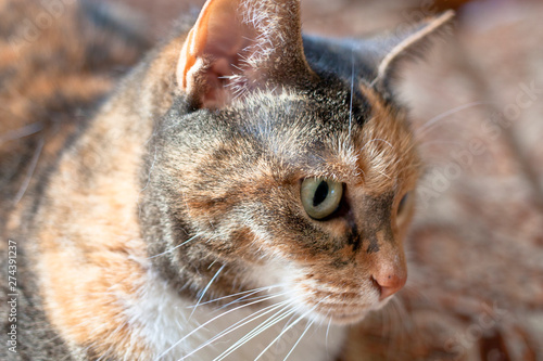 portrait beautiful domestic calico cat with black, white and red spots with green eyes photo