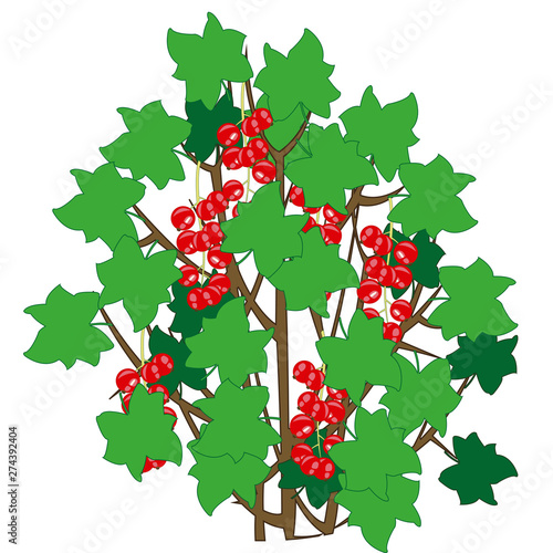 Vector illustration of the bush with ripe berry red currant