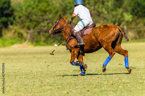 Polo Player Horse Field Game Action