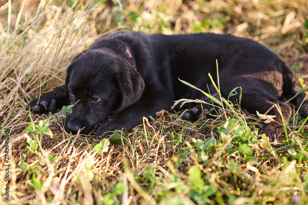 Cute puppy Labrador lying on the grass Cute puppy Labrador lying on the grass