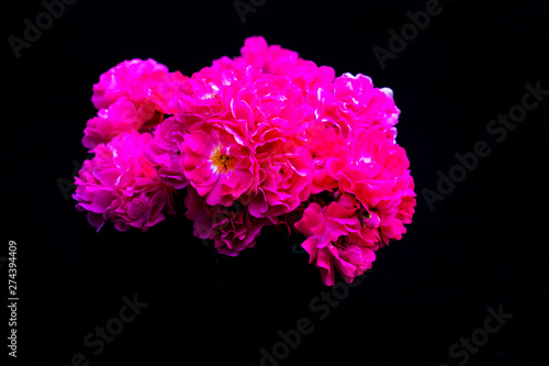 A bouquet of pink small roses on a black background.