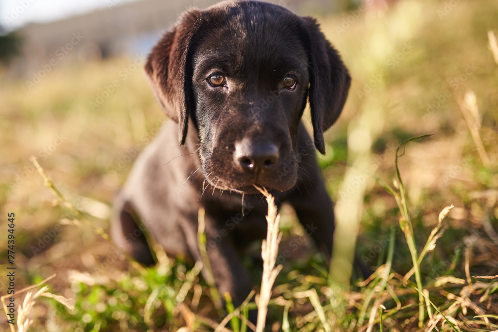 Portrait of a cute Labrador puppy of black color Portrait of a cute Labrador puppy of black color