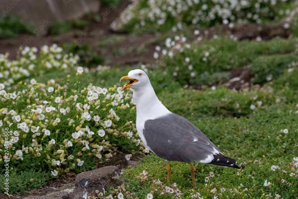 Side view of Lesser black-backed gull (Larus fuscus)