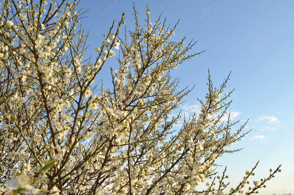 Branches of blossoming cherry plum with white flowers and  unblown buds against the blue sunset sky. Early spring,  south of Russia
