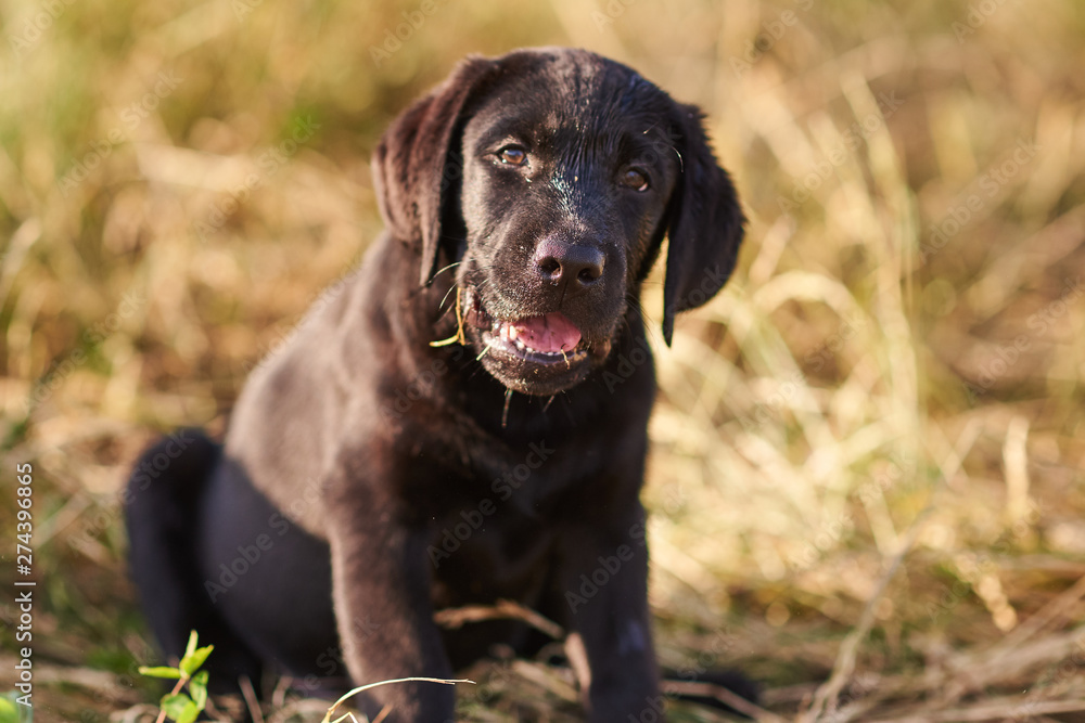 Portrait of a cute Labrador puppy of black color Portrait of a cute Labrador puppy of black color