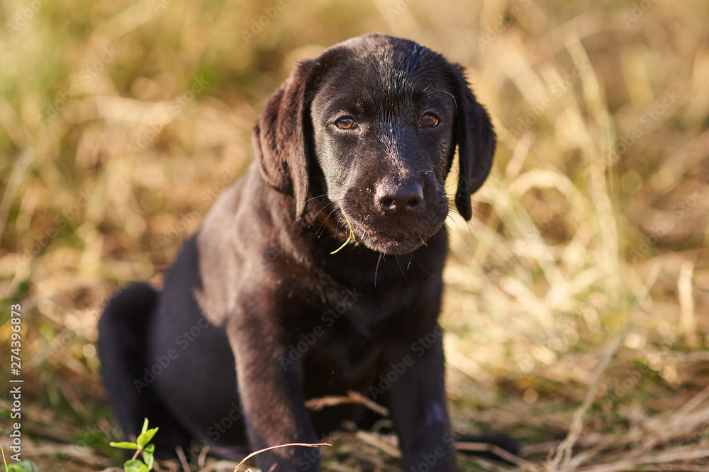 Portrait of a cute Labrador puppy of black color
