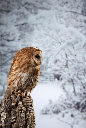 Stunning portrait of Tawny Owl Strix Aluco on Winter snow forest background © veneratio